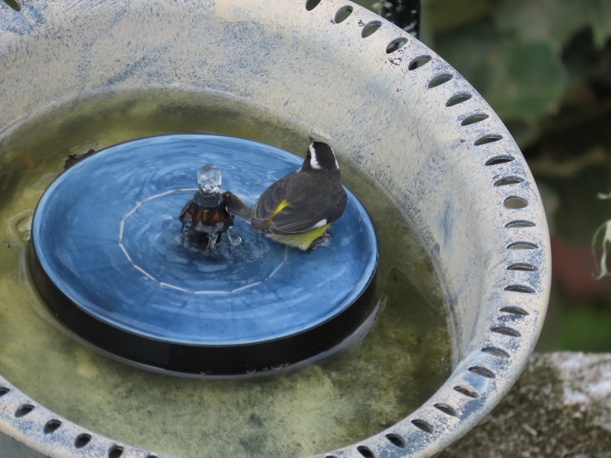 Bananaquit - ML646450870