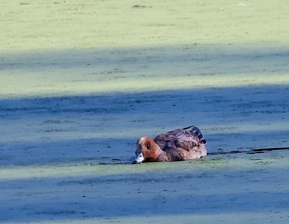 hvízdák eurasijský - ML646450871