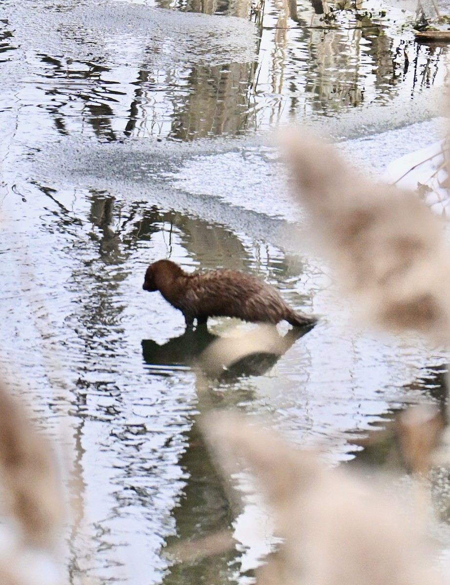 American Mink - ML646450873