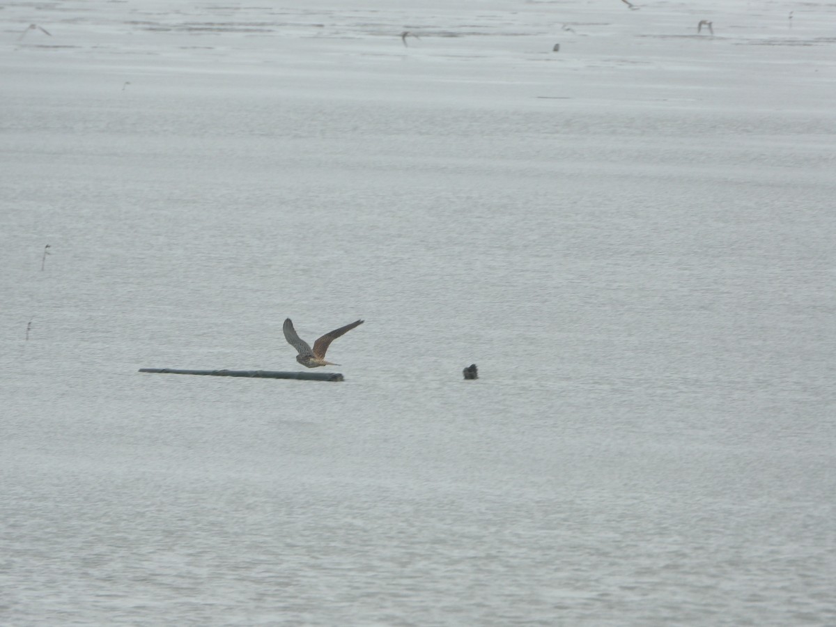 Eurasian Kestrel - ML646450874