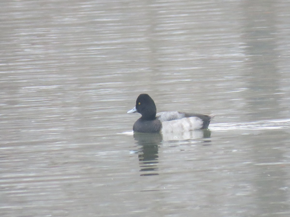 Lesser Scaup - ML646450875
