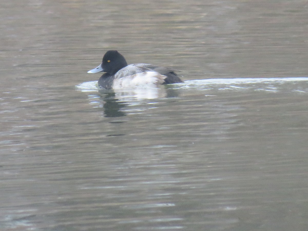 Lesser Scaup - ML646450876