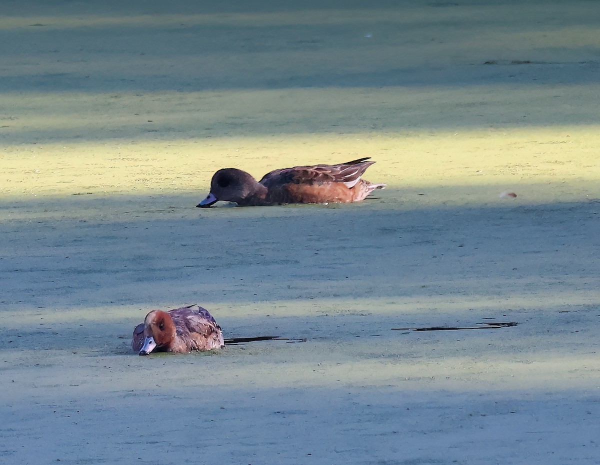 hvízdák eurasijský - ML646450885