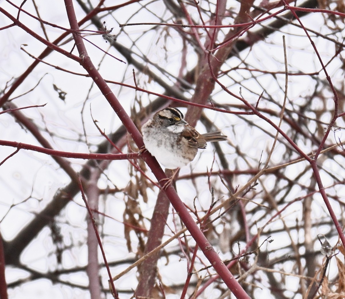 White-throated Sparrow - ML646450887