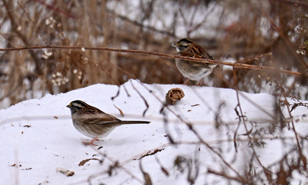 White-throated Sparrow - ML646450888
