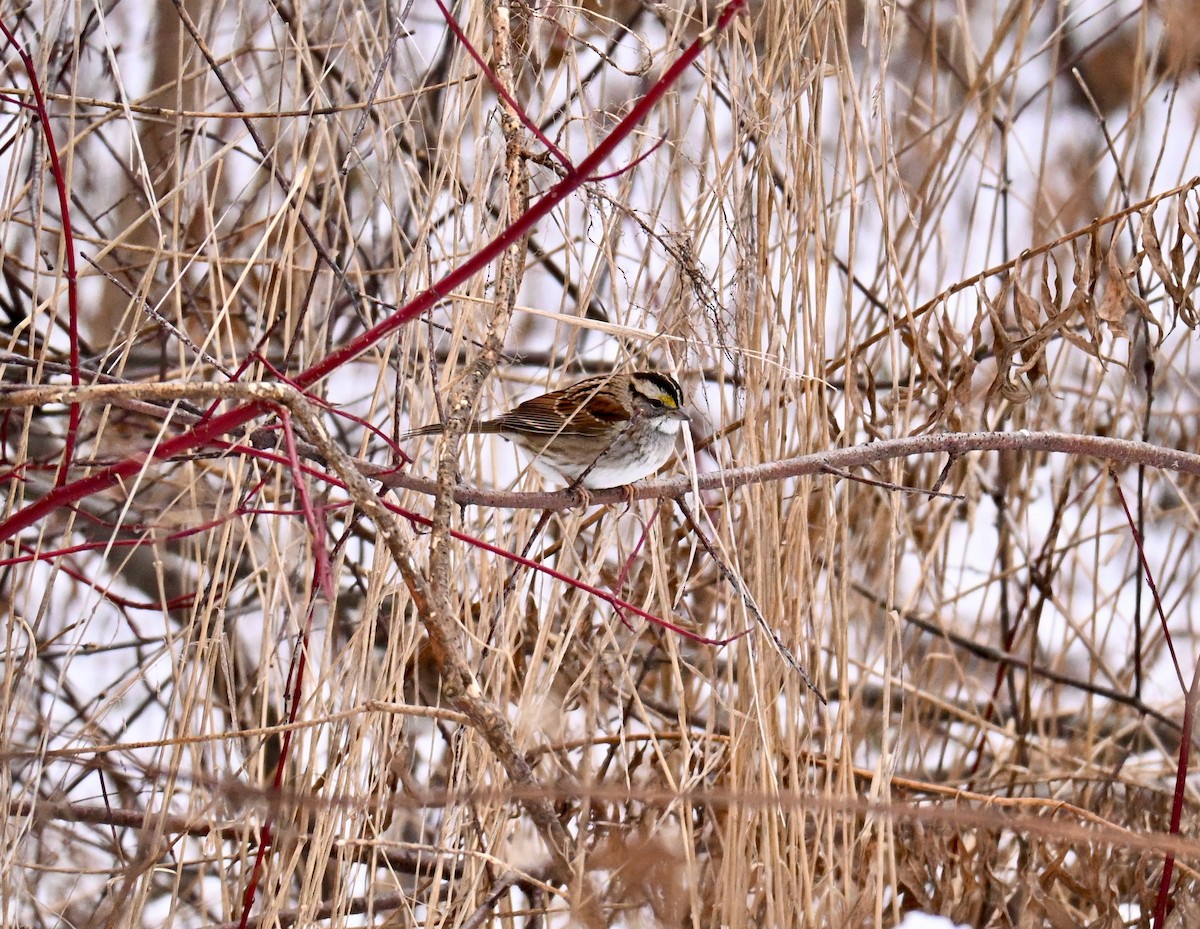 White-throated Sparrow - ML646450889