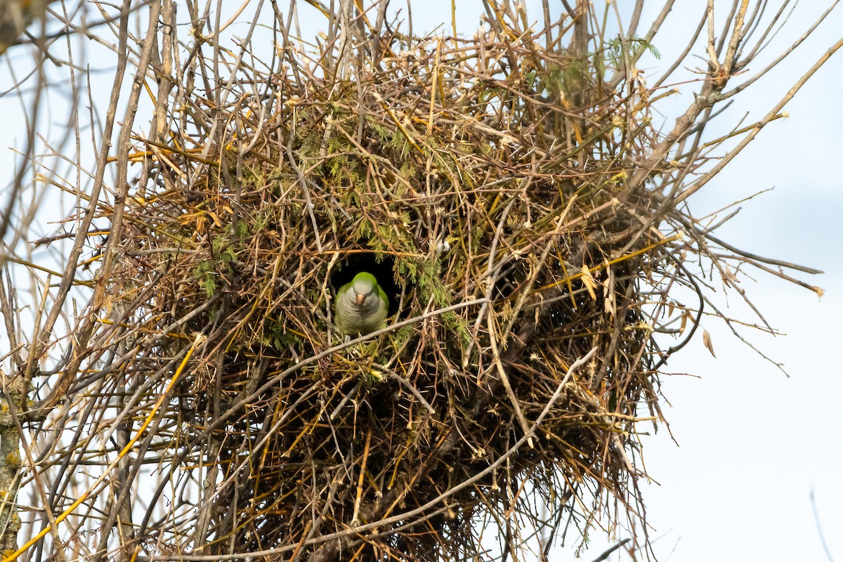 Mönchssittich - ML646450890