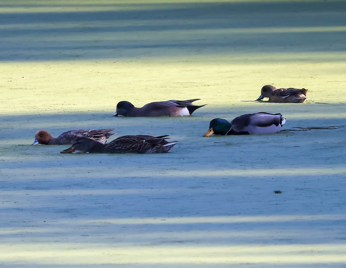 hvízdák eurasijský - ML646450894