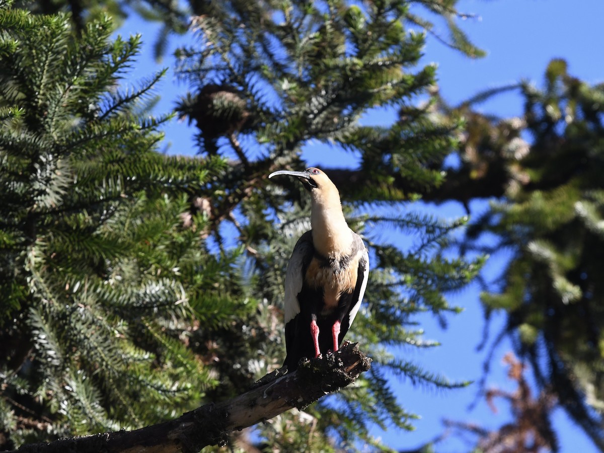 Bandurria Austral - ML646450895