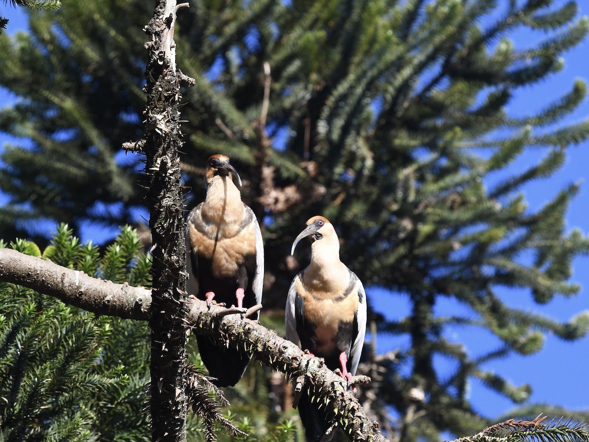 Bandurria Austral - ML646450896