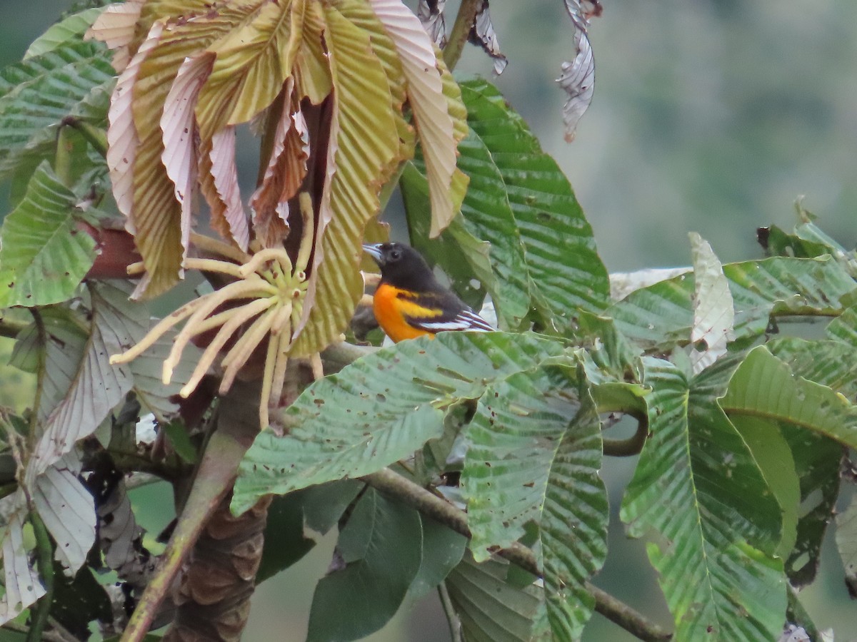 ボルチモアムクドリモドキ - ML646450898