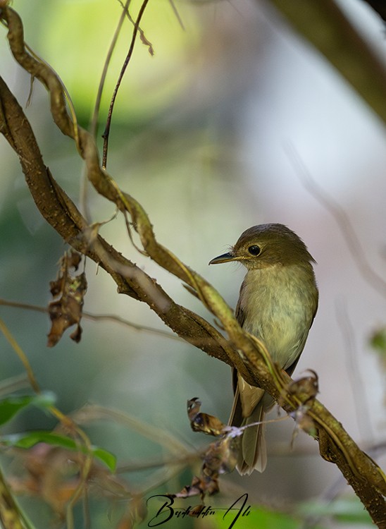 Nicobar Jungle Flycatcher - ML646450900