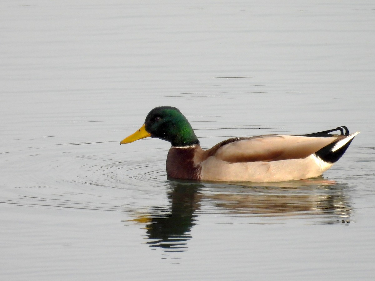 綠頭鴨 - ML646450902