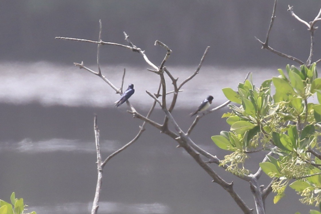 Singschwalbe - ML646450904