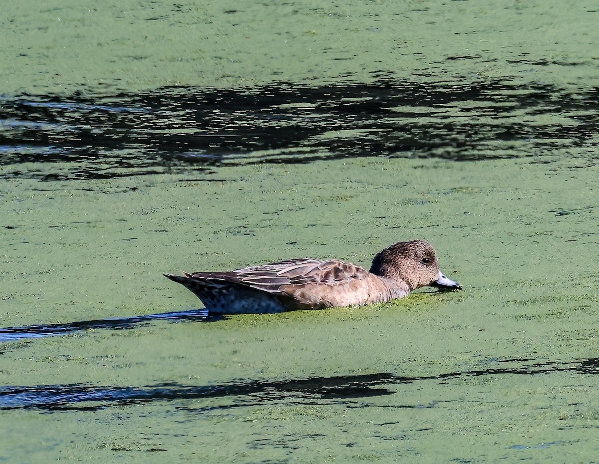 hvízdák americký - ML646450905