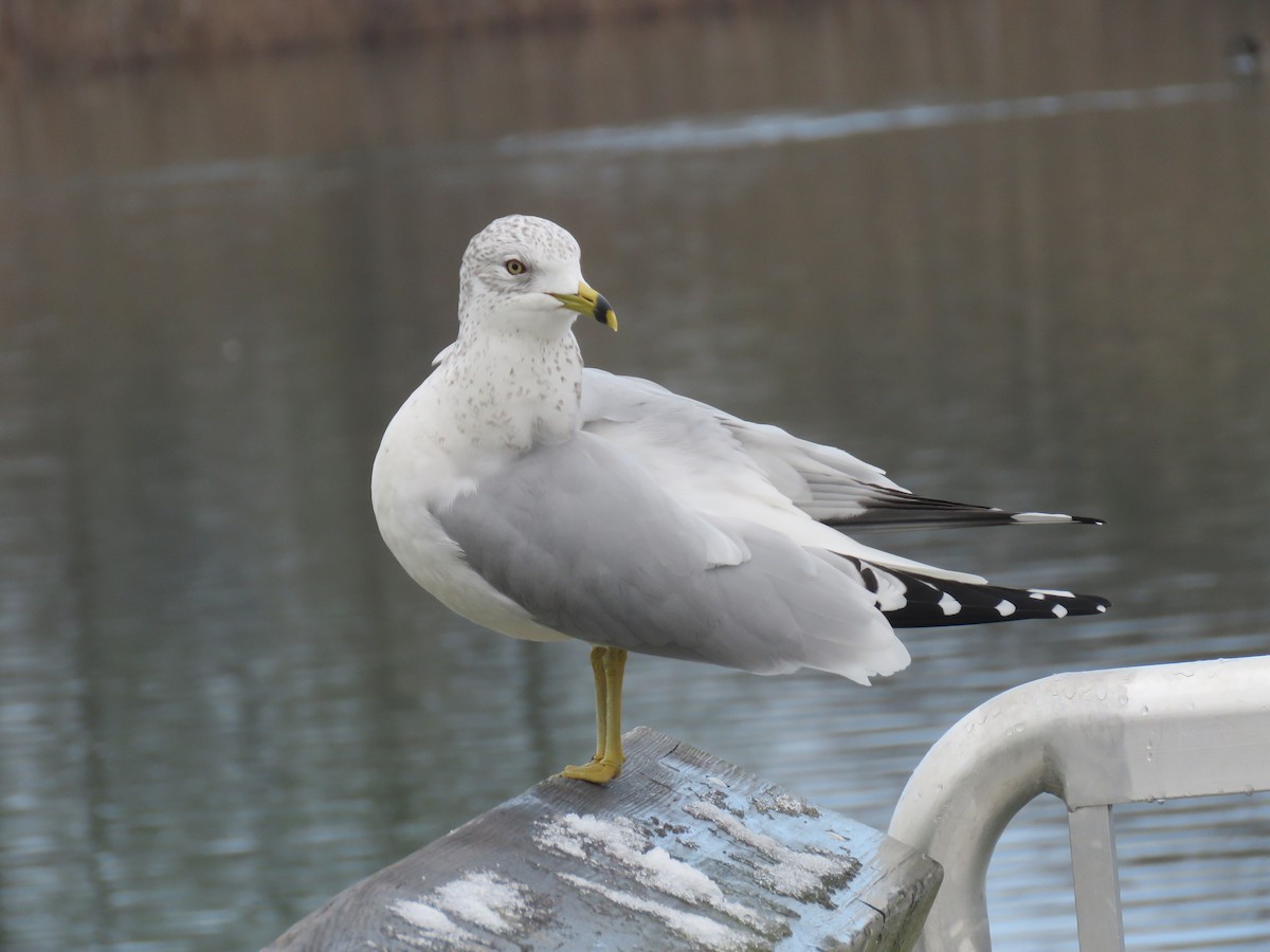Ring-billed Gull - ML646450907