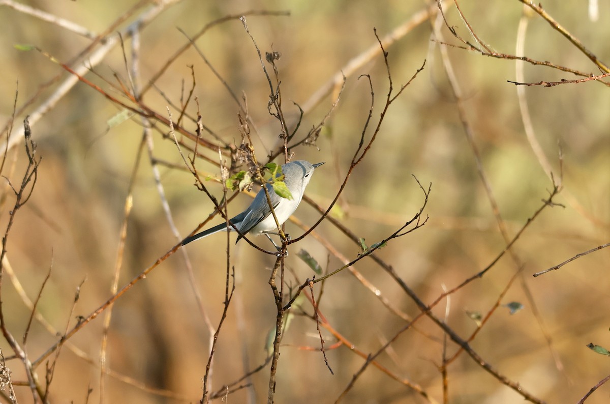 Blue-gray Gnatcatcher - ML646450908