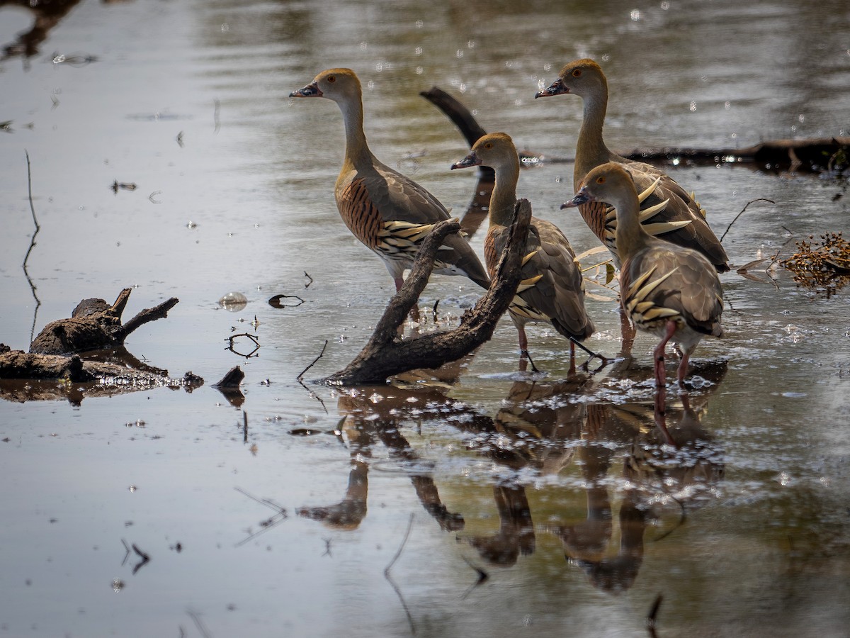 Gelbfuß-Pfeifgans - ML646450909