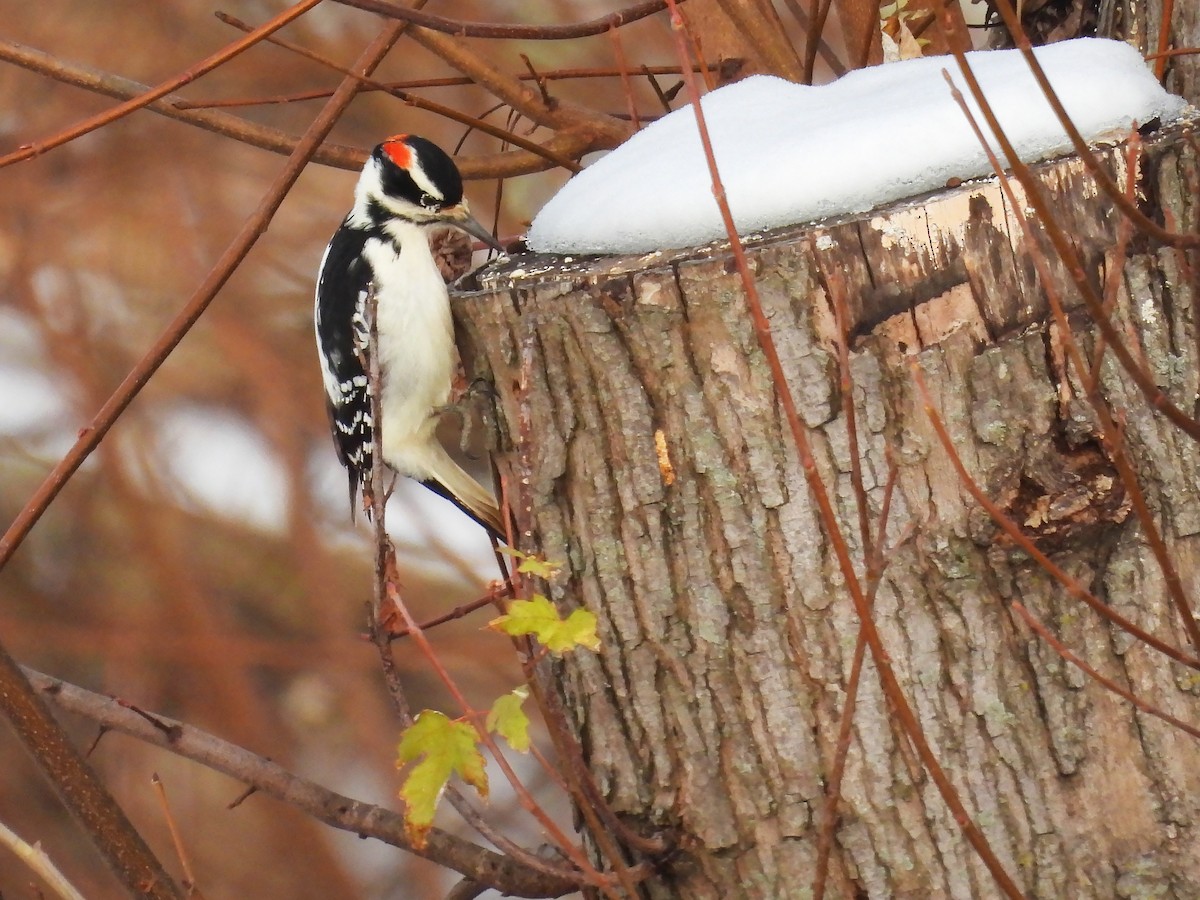Hairy Woodpecker - ML646450912