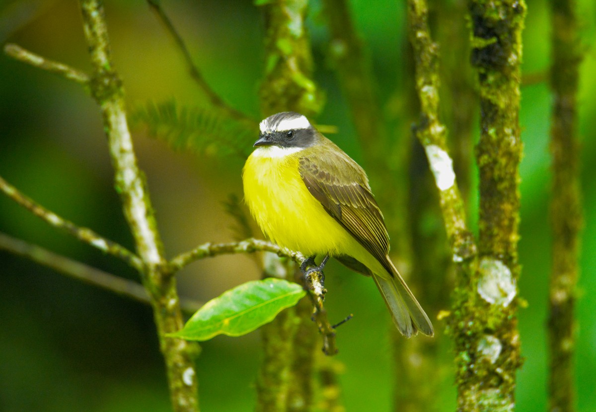 Tyran sociable - ML646450918