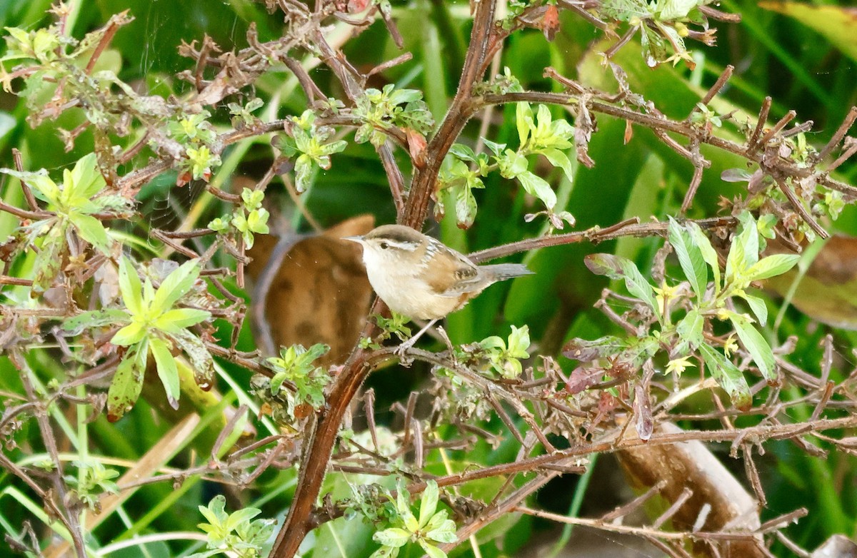 Marsh Wren - ML646450919