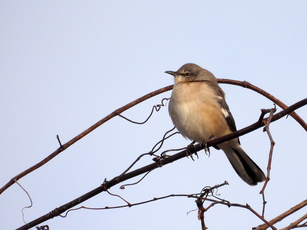 Northern Mockingbird - ML646450920