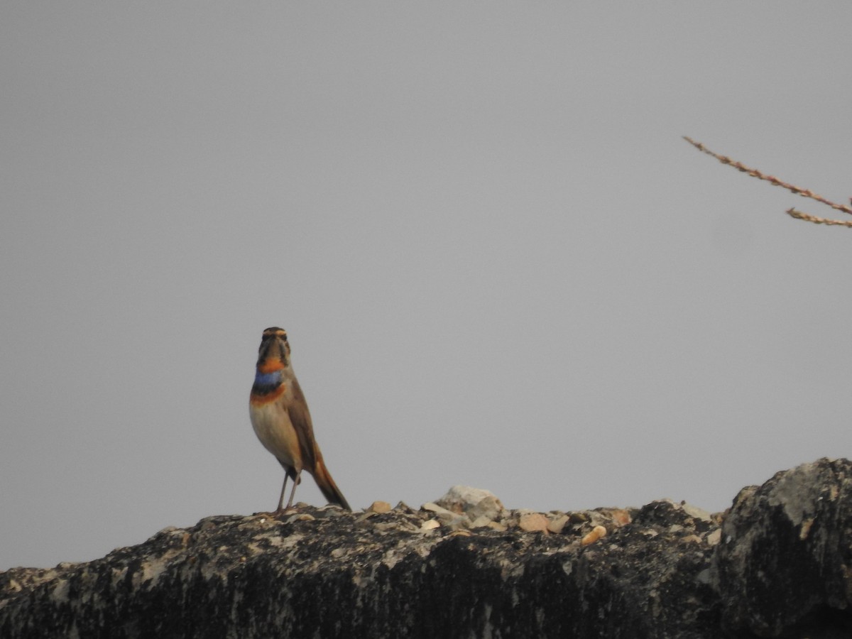 Bluethroat - ML646450925