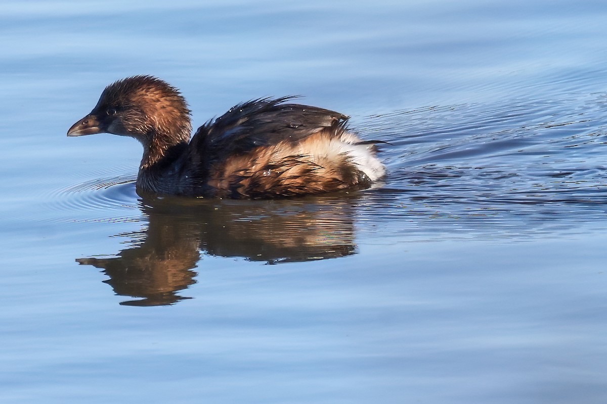 potápka americká - ML646450928