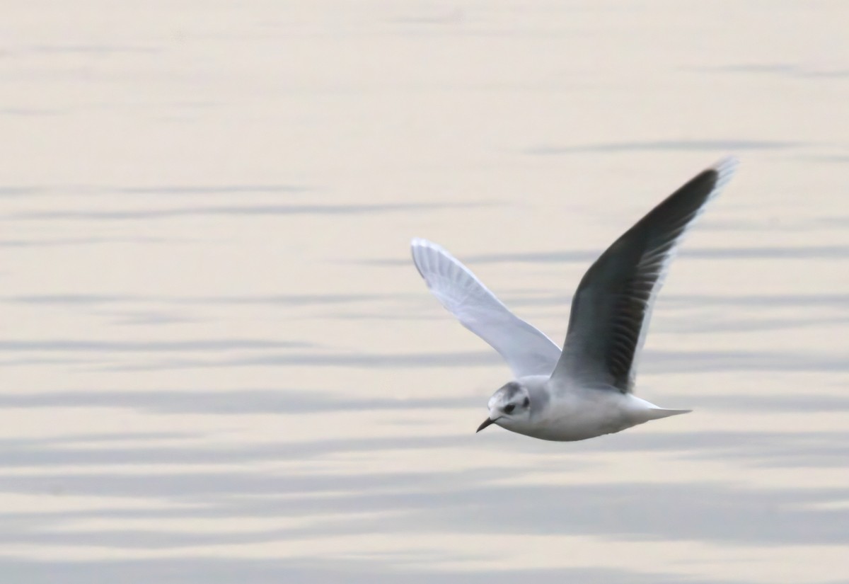 小鷗 - ML646450929