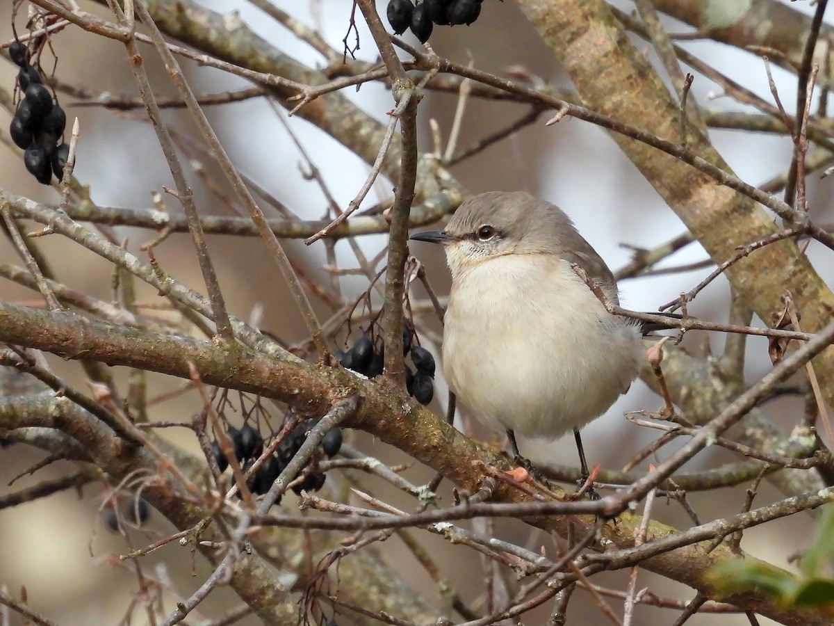 Northern Mockingbird - ML646450935