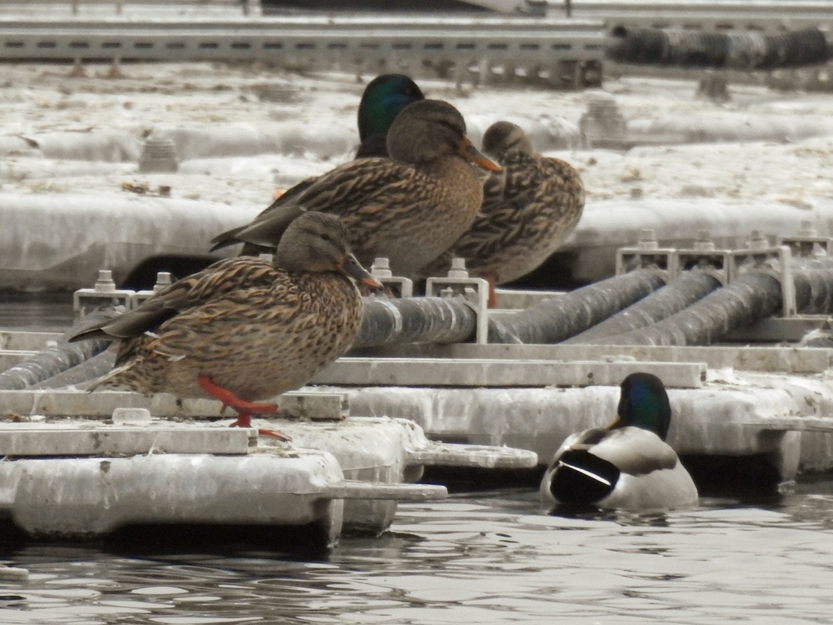 Mallard - ML646450936