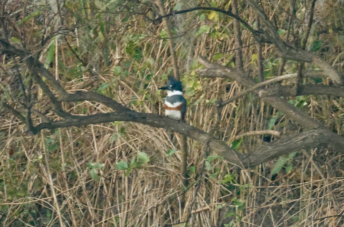 Belted Kingfisher - ML646450939