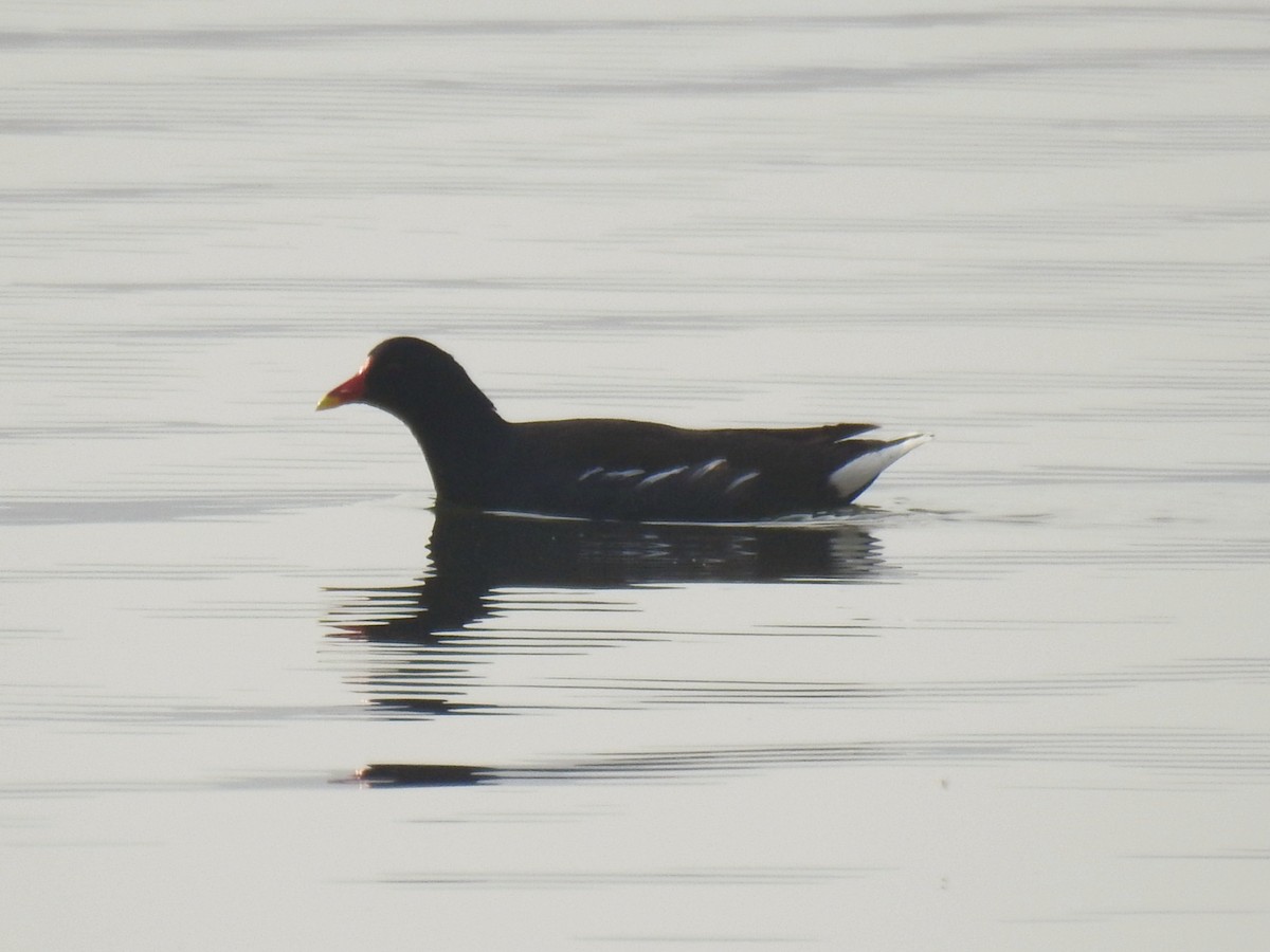 Eurasian Moorhen - ML646450940