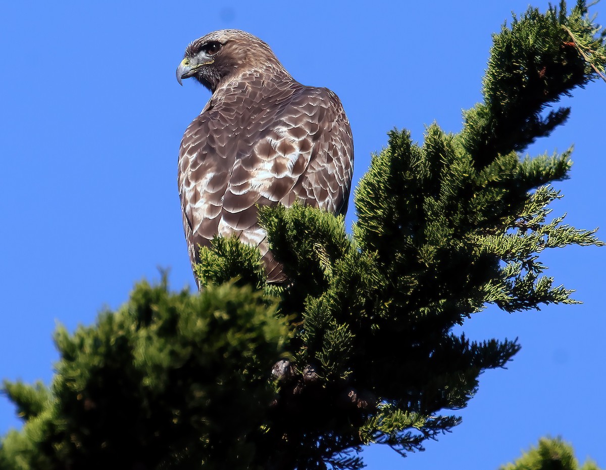 káně rudochvostá - ML646450941