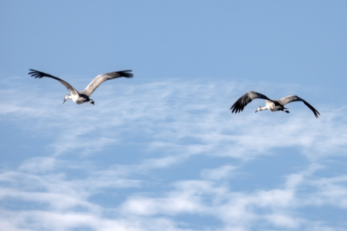 Sandhill Crane - ML646450946
