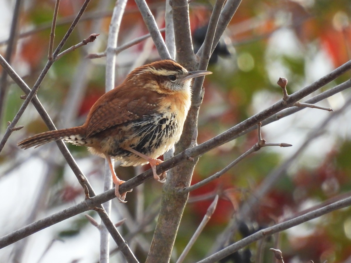 チャバラマユミソサザイ - ML646450947