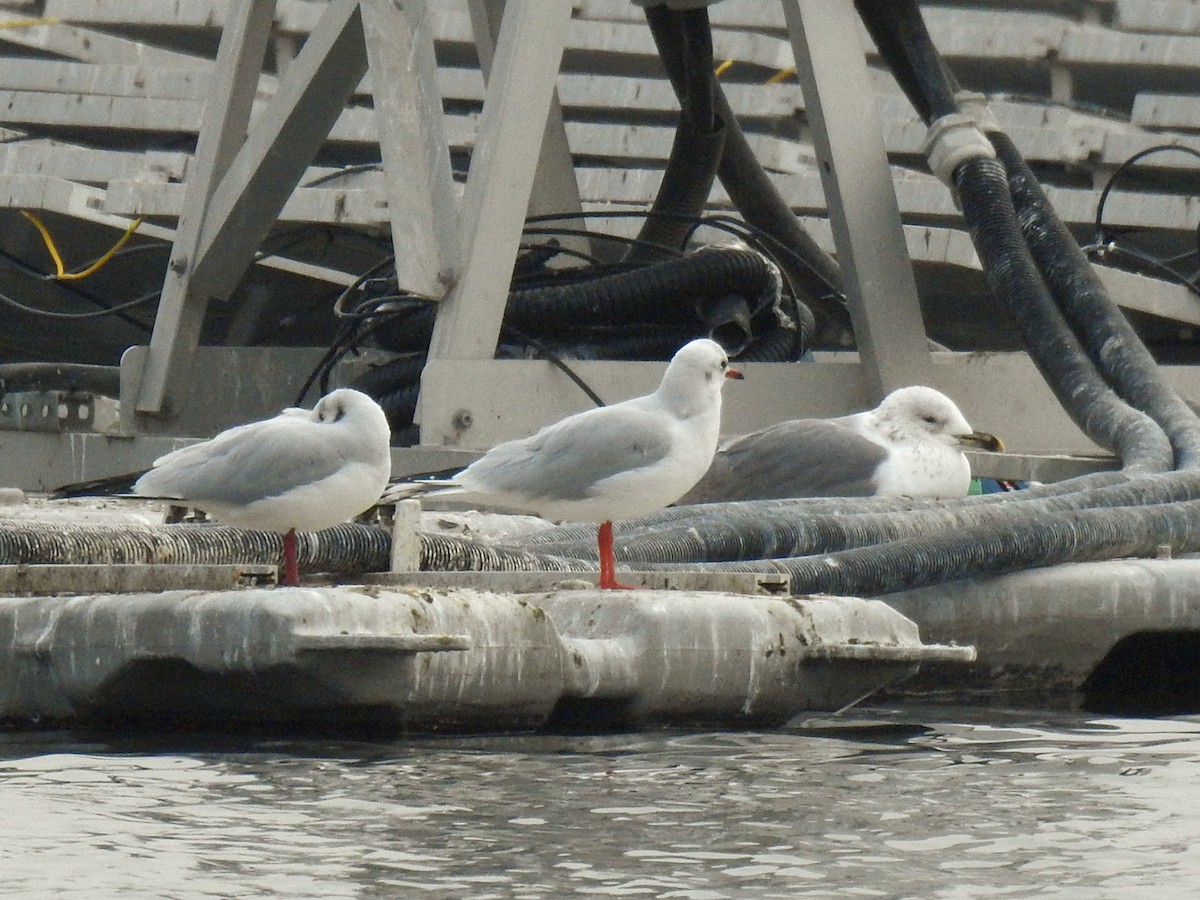 Black-headed Gull - ML646450948