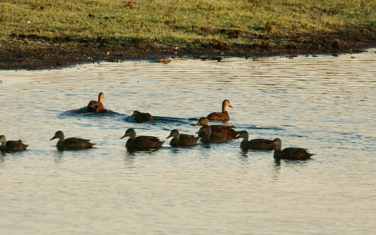 Mottled Duck - ML646450950