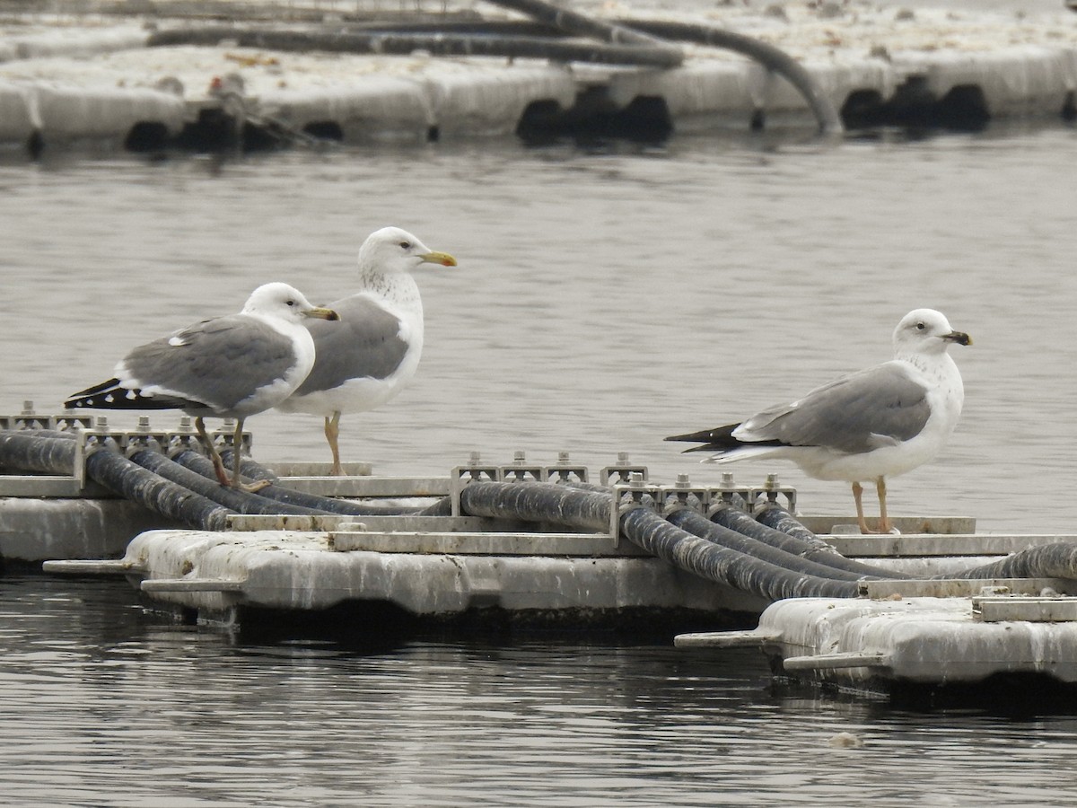 Kaio armeniarra - ML646450954