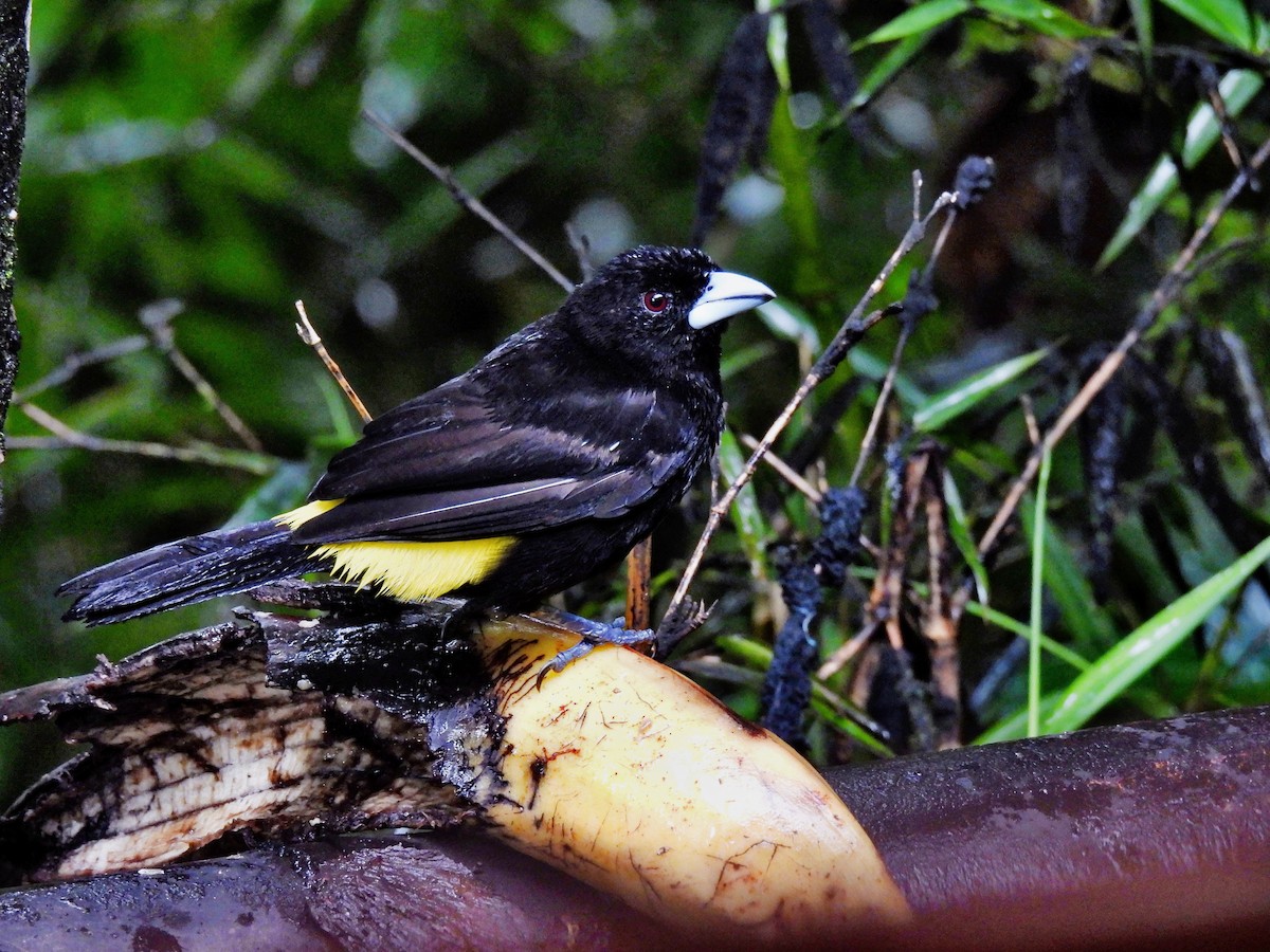 Flame-rumped Tanager - ML646450959