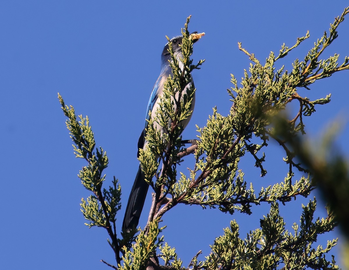 sojka západní - ML646450960