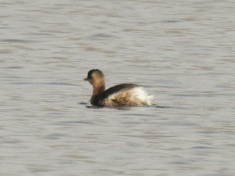 Little Grebe - ML646450961