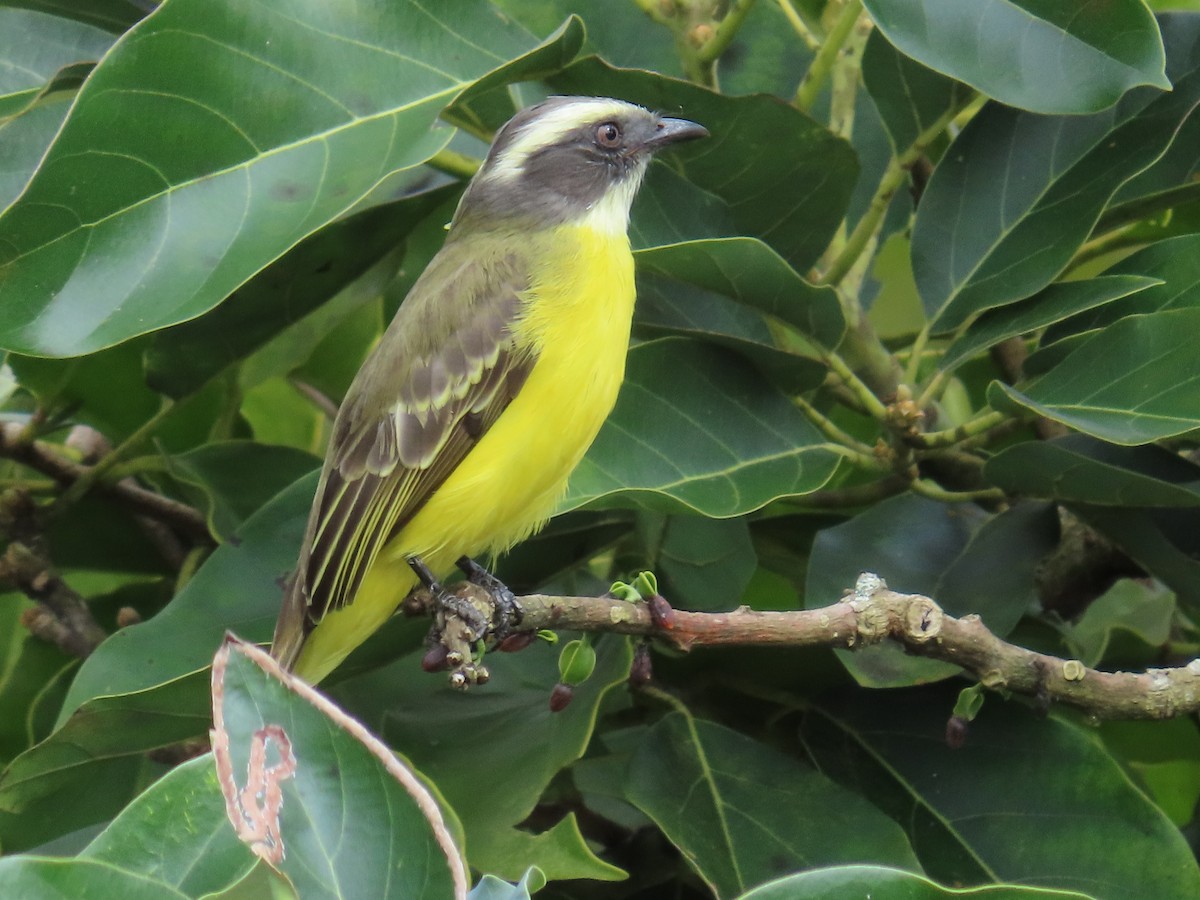 Tyran sociable - ML646450962