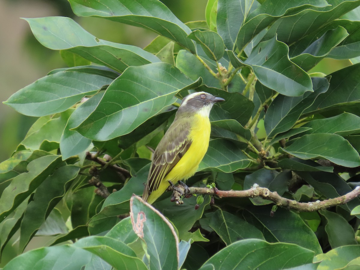 Tyran sociable - ML646450963