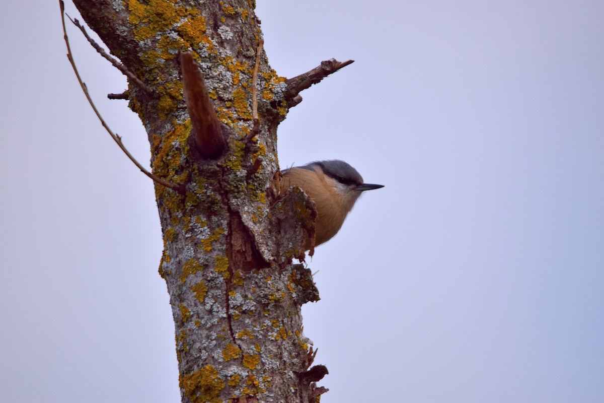 Повзик звичайний - ML646450966