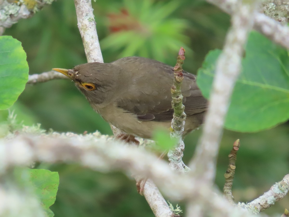 Spectacled Thrush - ML646450969