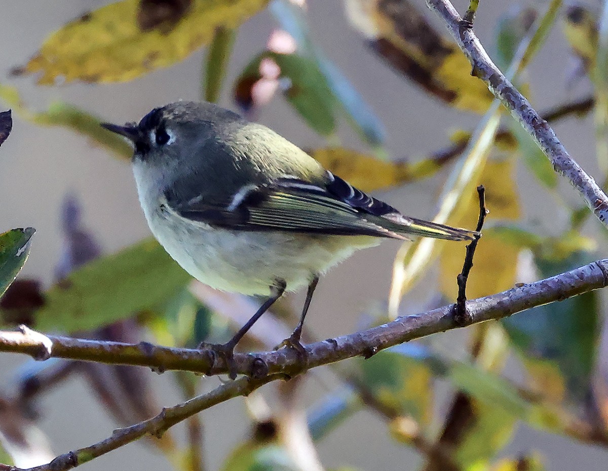 Ruby-crowned Kinglet - ML646450971