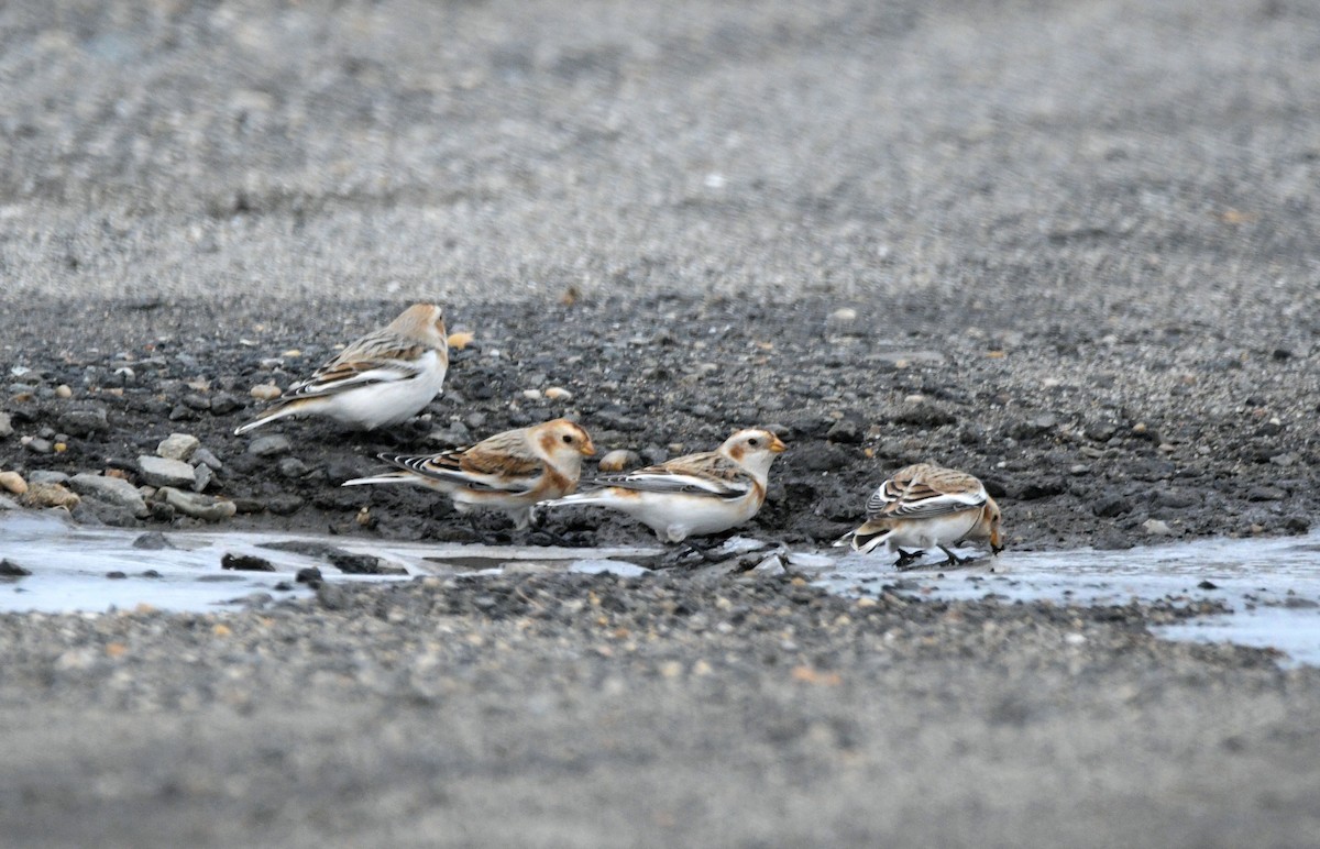 sněhule severní - ML646450972