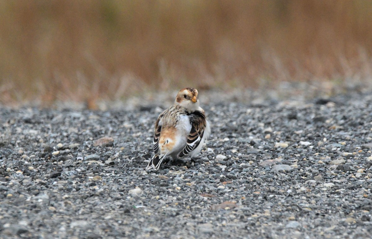 sněhule severní - ML646450973