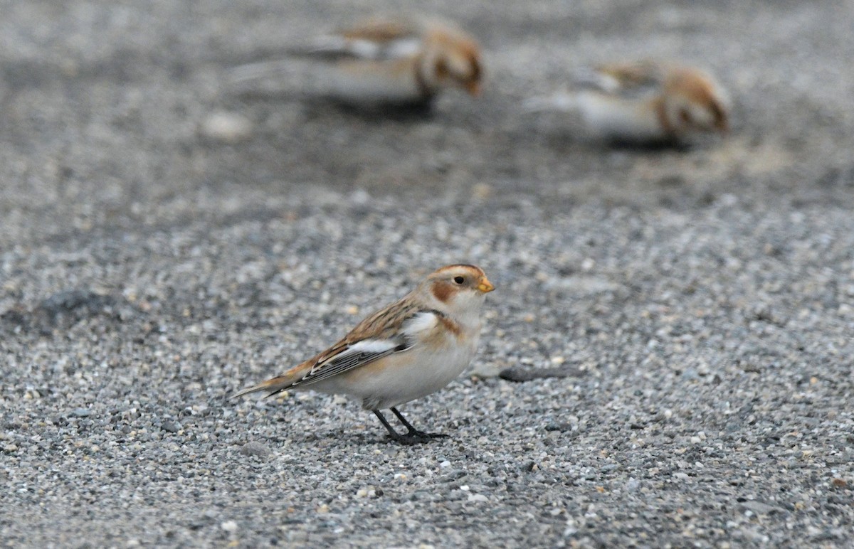 sněhule severní - ML646450974